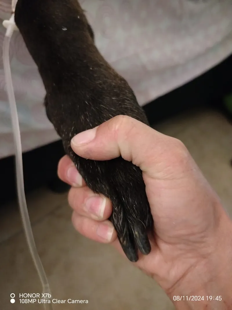 Peludo rescatado en su nuevo hogar